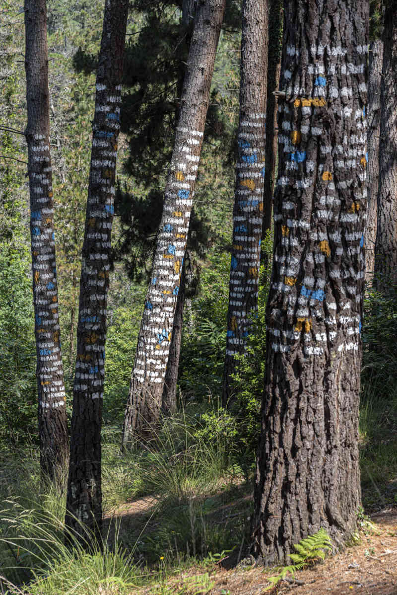 Vizcaya - Kortezubi 12 - bosque de Oma.jpg